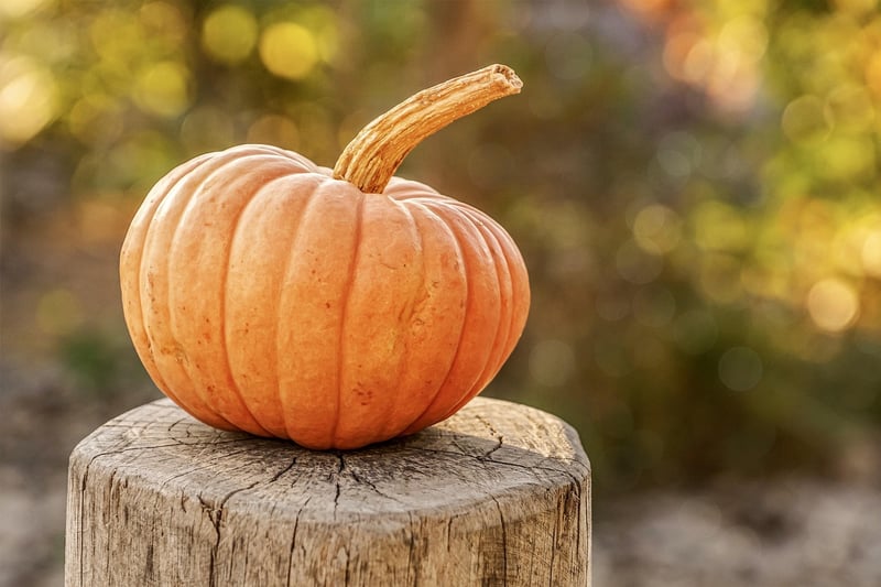 Fall Harvest Feast