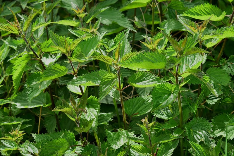 Herb Combinations